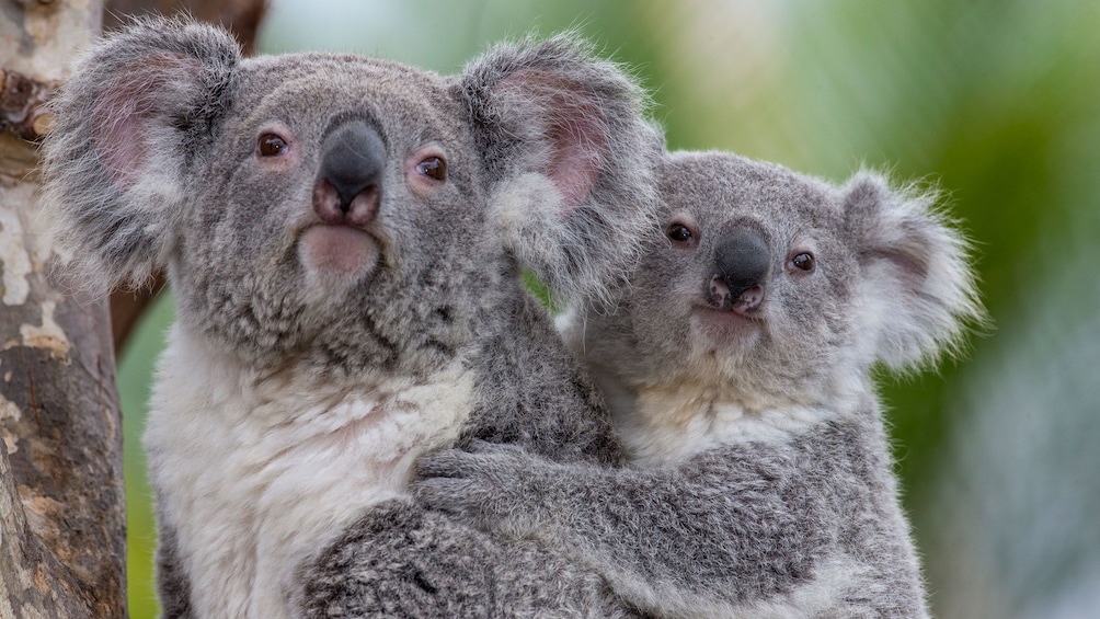 Show item 3 of 10. Koala bears at the San Diego zoo.