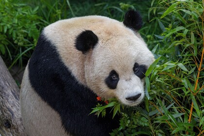 聖地牙哥動物園