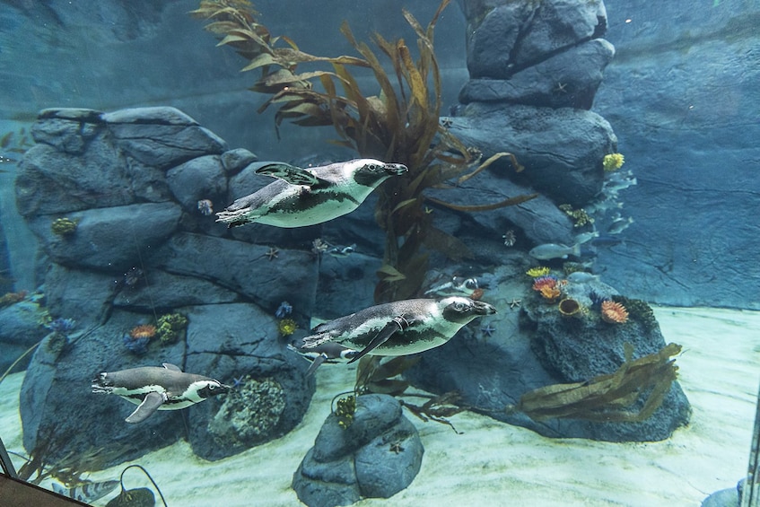 Cargar foto 5 de 9. San Diego Zoo