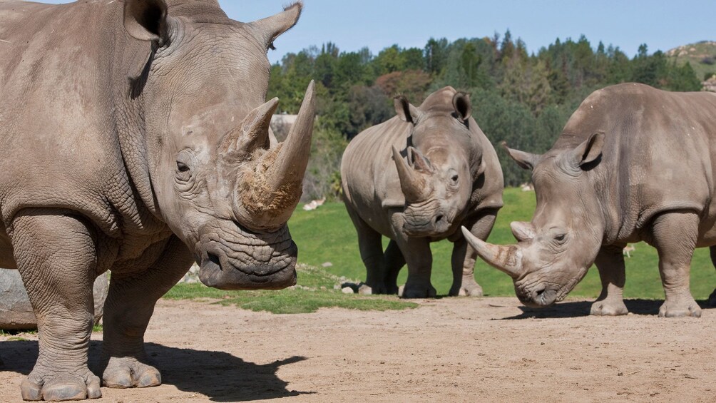 Carregar foto 3 de 8. Rhinos at the Safari Park in San Diego Zoo