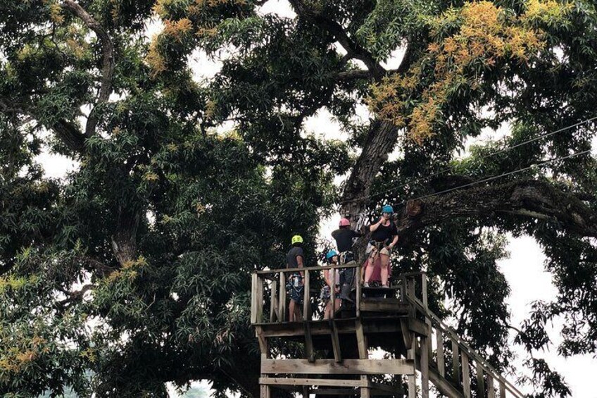 Shore Excursion: Zipline at Country World Adventure Park