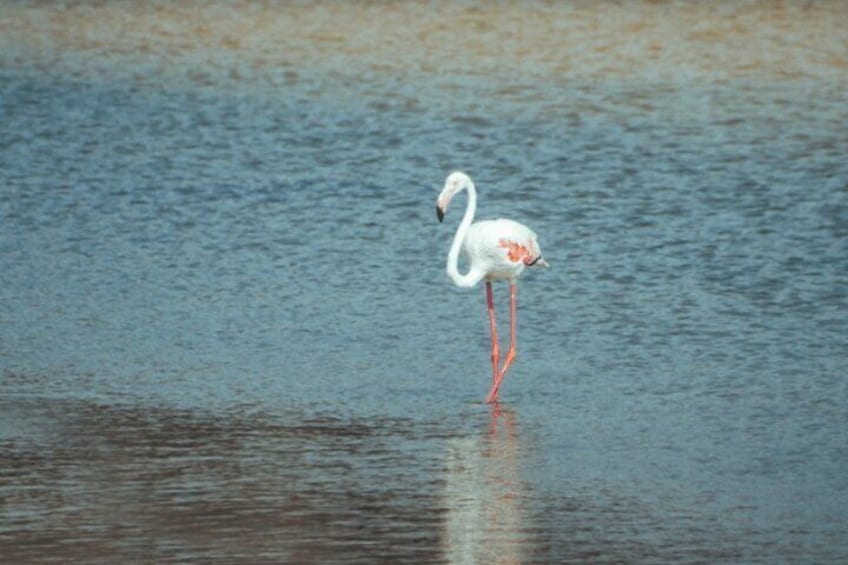 North Of Qatar | Al Khor |The Purple Island | Al zubara Fort | Mangrove Forest