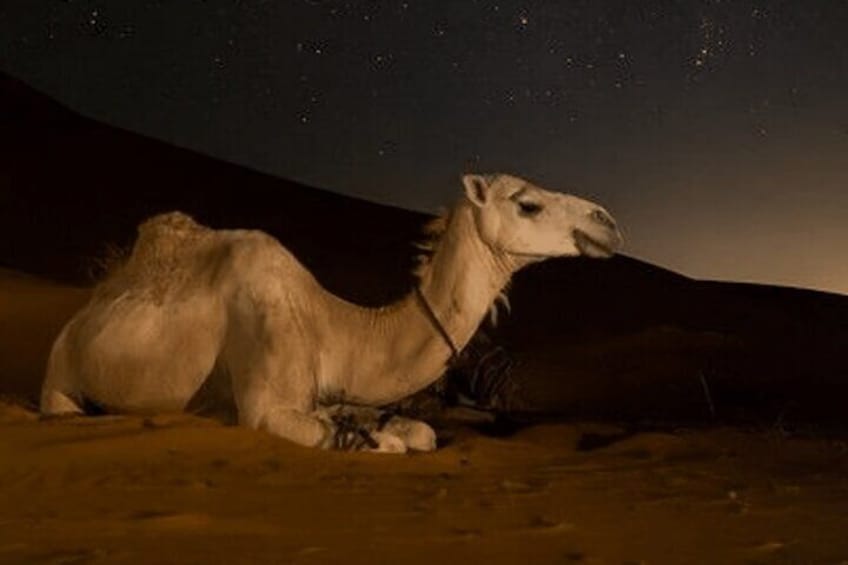 Doha Night Desert Safari Camel Ride Dune Bashing with Transfer