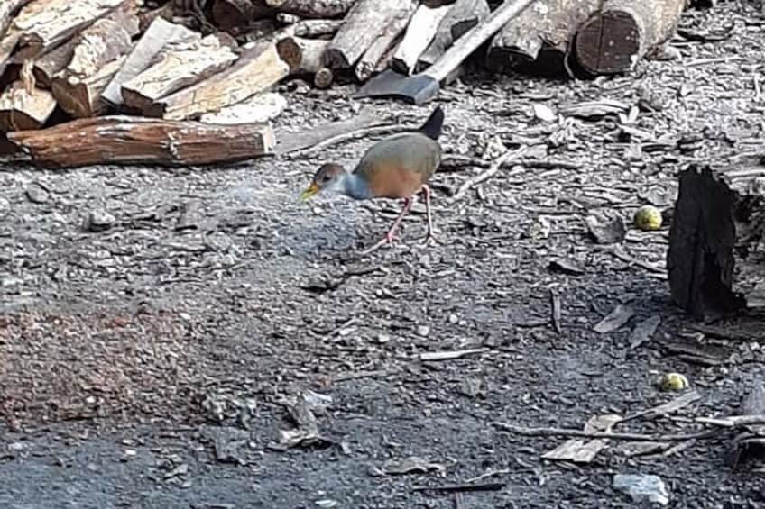 grey neck wood rail