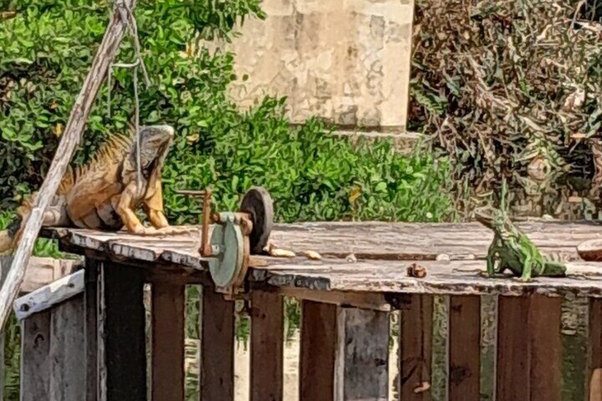 Altun Ha Temples,,Birdwatching and Belize City Tour