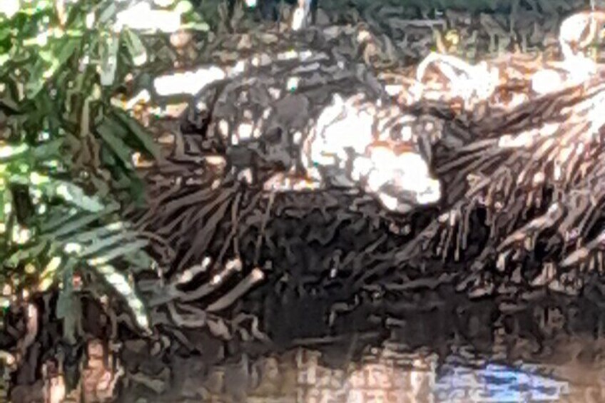 Altun Ha Temples,,Birdwatching and Belize City Tour