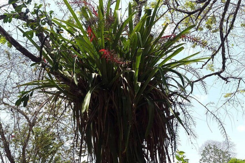 bromeliads, orchids