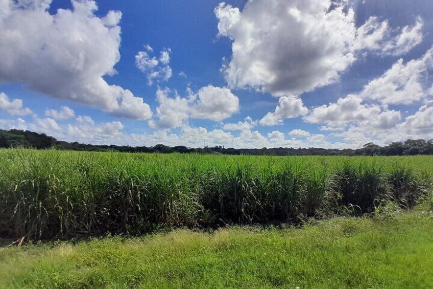Sugar Cane field