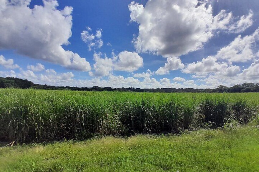 Sugar Cane field