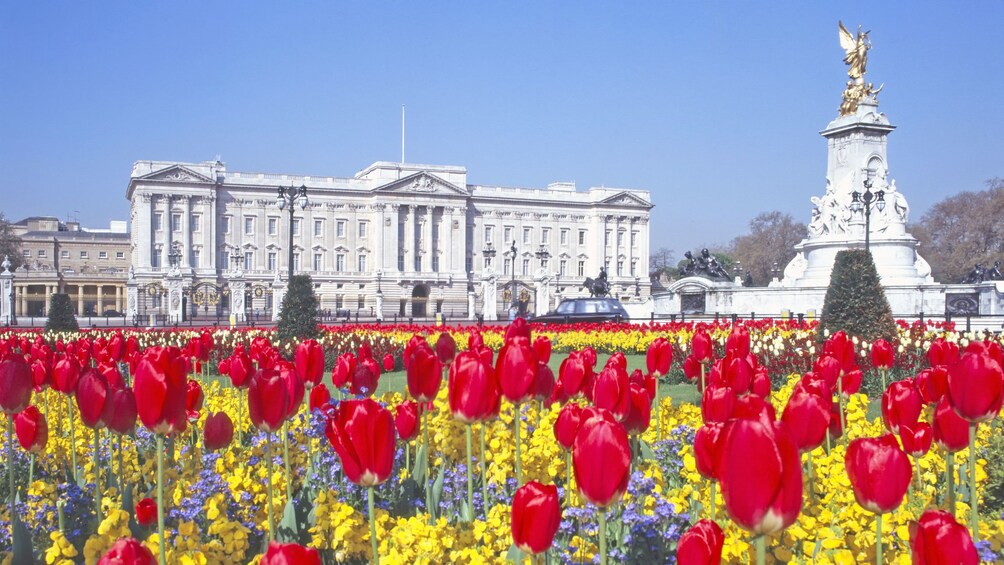 red tulips in the royal flower gardens of Buckingham Palace in London