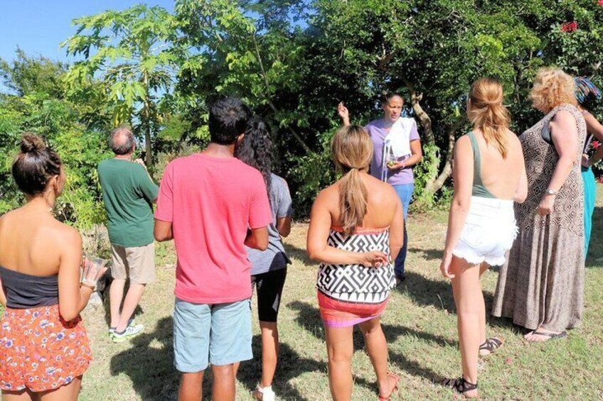 A tour of our property looking at various herbs and plants.