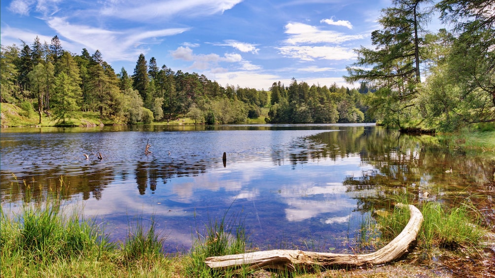 forests and sky reflecting on lake in London