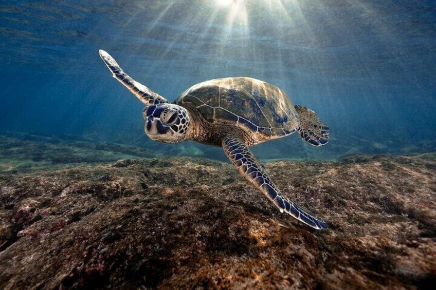 Kauai Honu sunbathing 