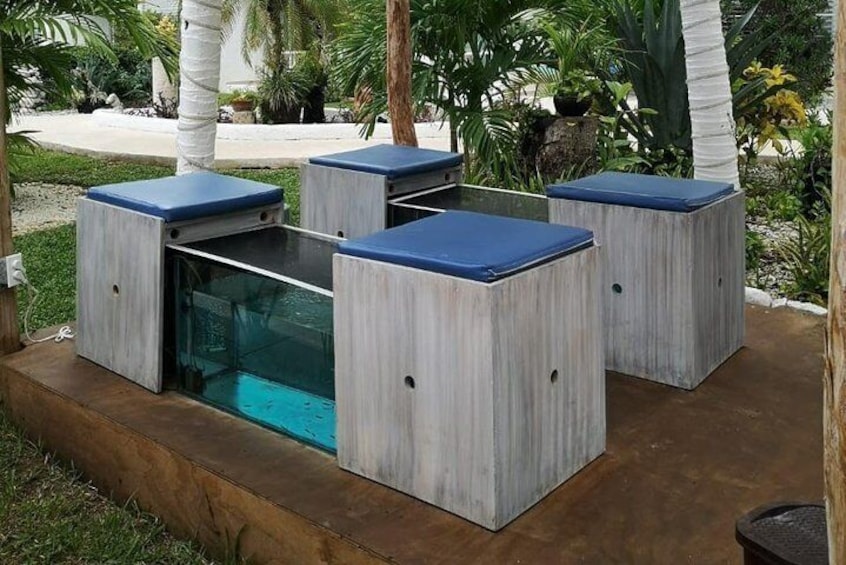 Fish Spa and Beach Break, Swimming Pool, Lounge Chairs, Umbrellas, Beach Area