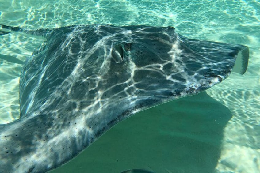 Stingrays at Stingray City!