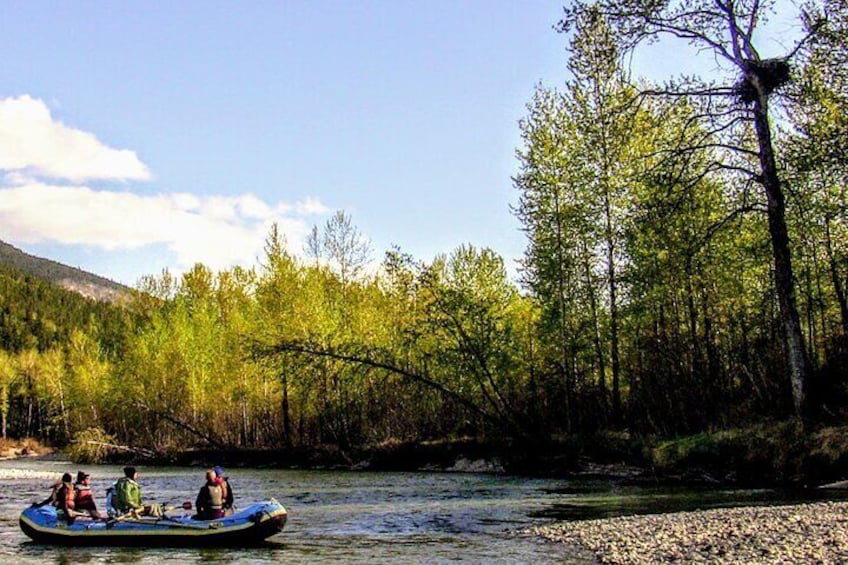 Eagle nest from Taiya River