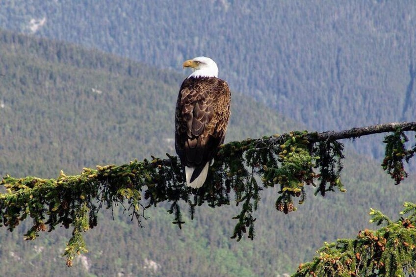 Bald Eagle