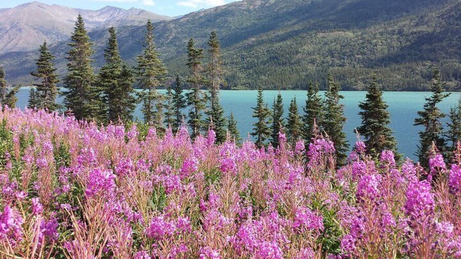 Yukon fireweed wildflowers