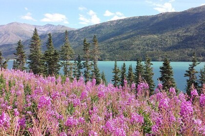Skagway Shore Excursion: Half-Day Tour to the Yukon Border and Suspension B...