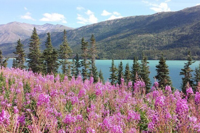 Yukon fireweed wildflowers