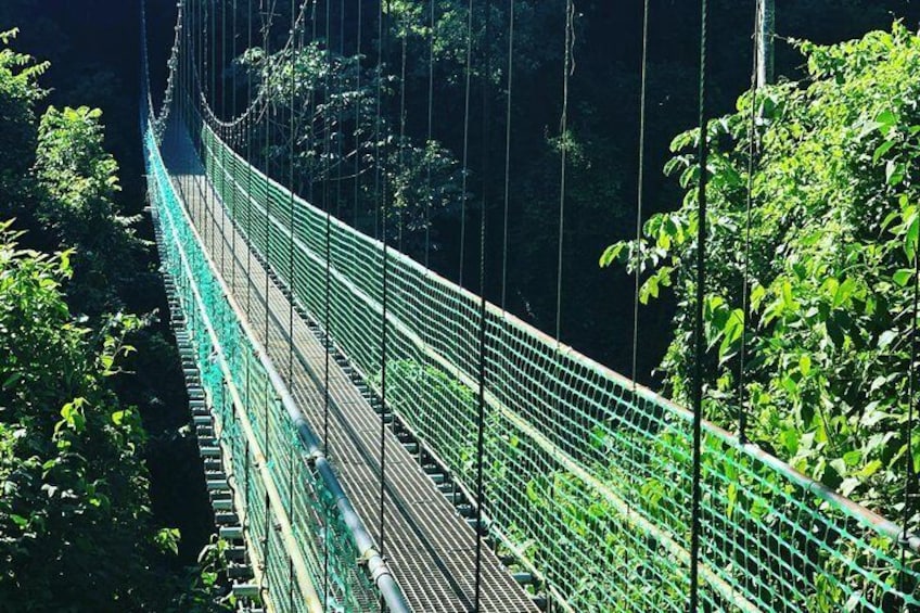 Roatan Shore Excursion: Hanging Bridges Eco Tour and Beach Break