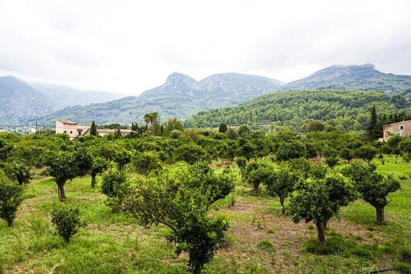 Palma de Mallorca Shore Excursion: Private Tour of Valldemossa, Soller and Serra de Tramuntana