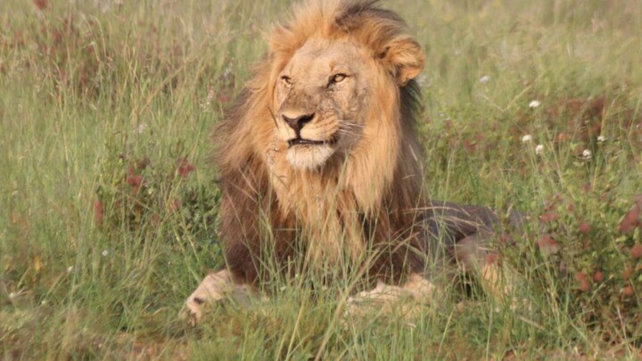 Male Lion