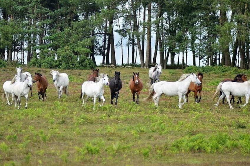 New Forest Ponies