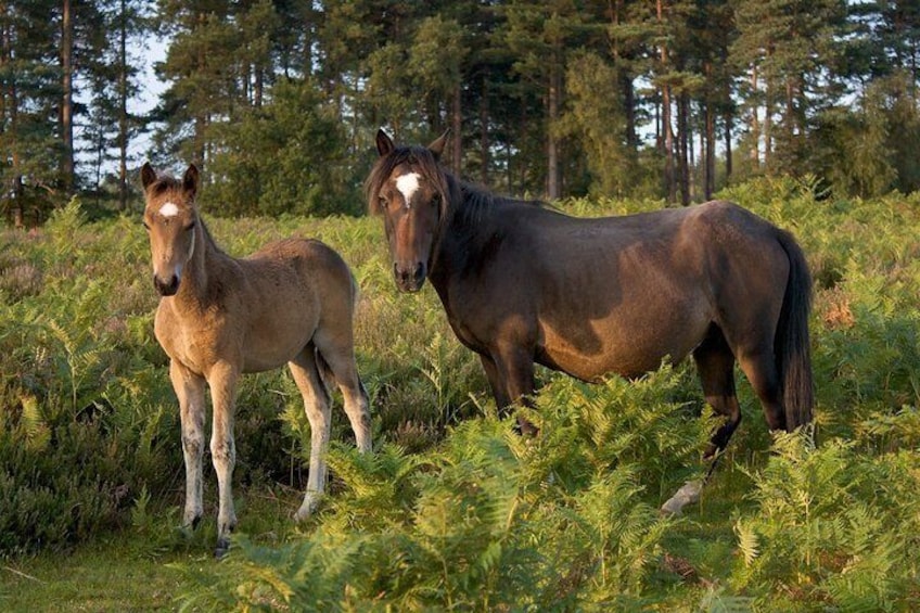 New forest pony with its foal