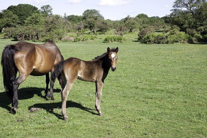 New forest pony with its foal