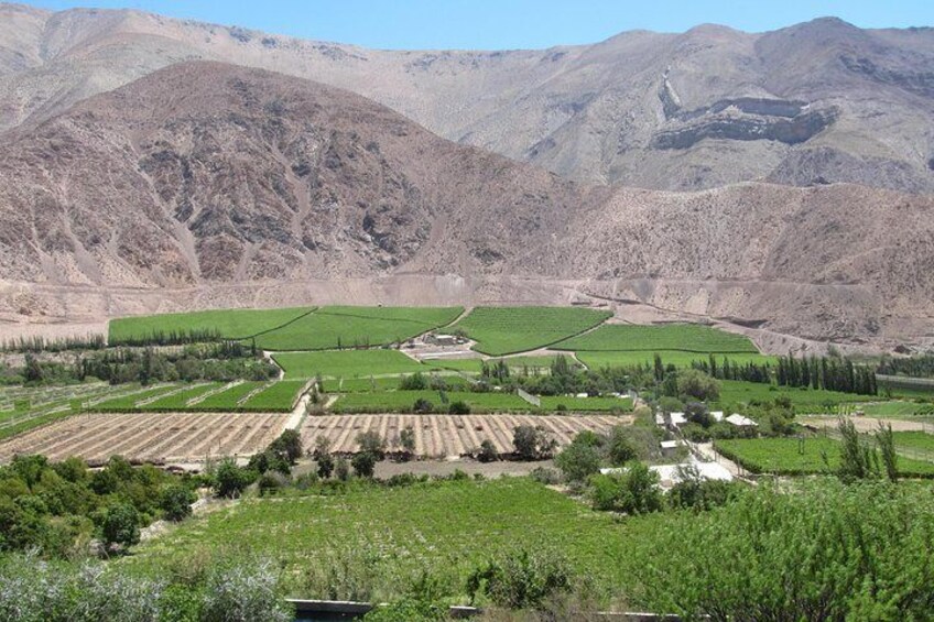 Elqui Valley and Vicuña Private Tour Including Lunch