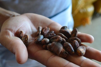 From Cacao to Chocolate: Private Tour in Manta