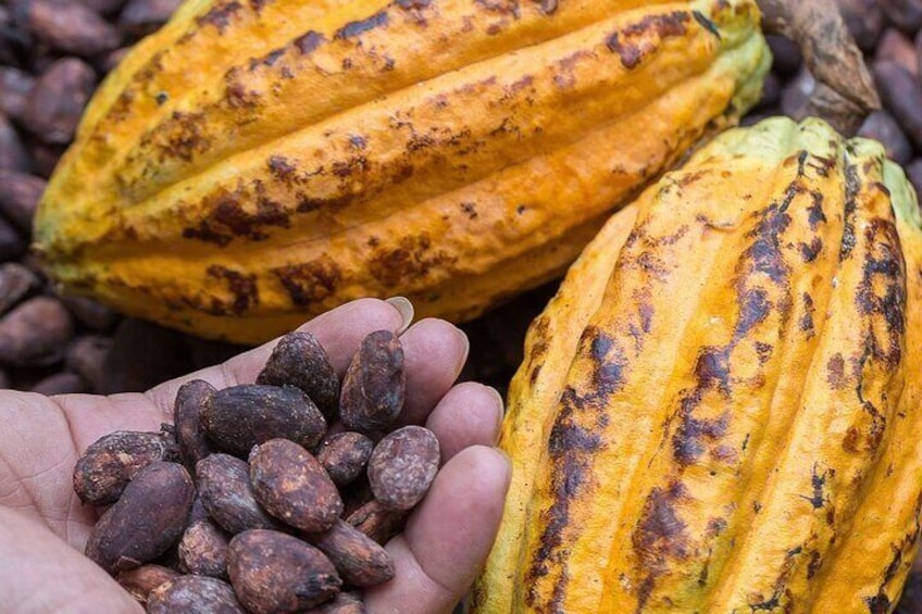From Cacao to Chocolate: Private Tour in Manta