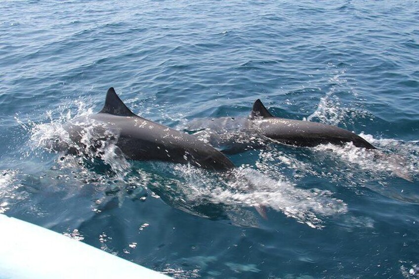 Bay Tour Dolphins