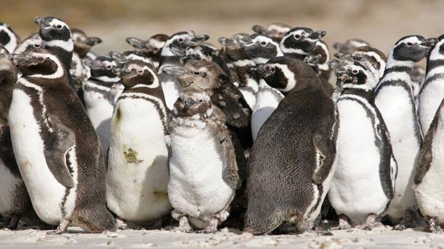 Puerto Madryn Shore Excursion: Private Day trip to Punta Tombo