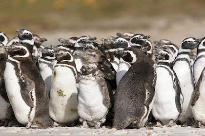 Puerto Madryn Shore Excursion: Private Day Trip to Punta Tombo Penguin Colo...