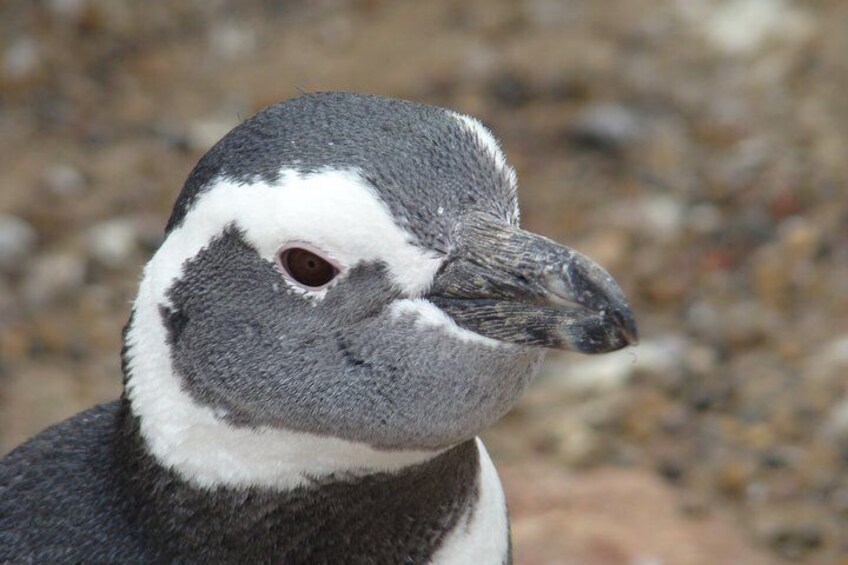 Puerto Madryn Shore Excursion: Private Day Trip to Punta Tombo Penguin Colony