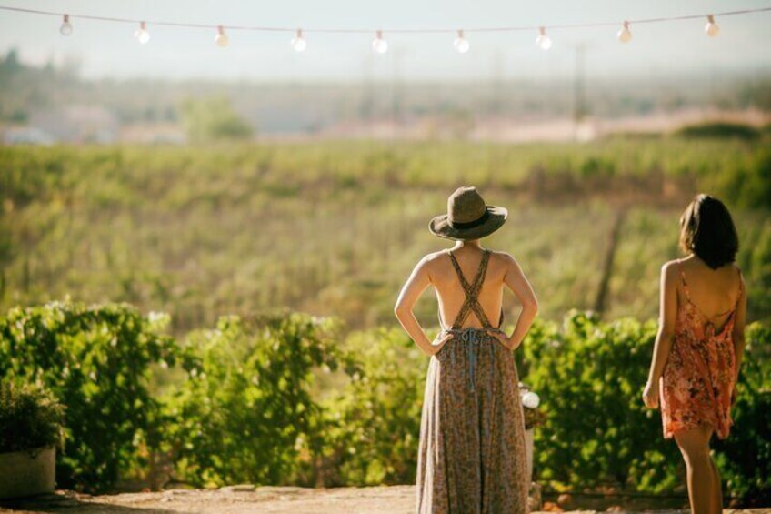 Wine Lovers - Punta Wine Experience