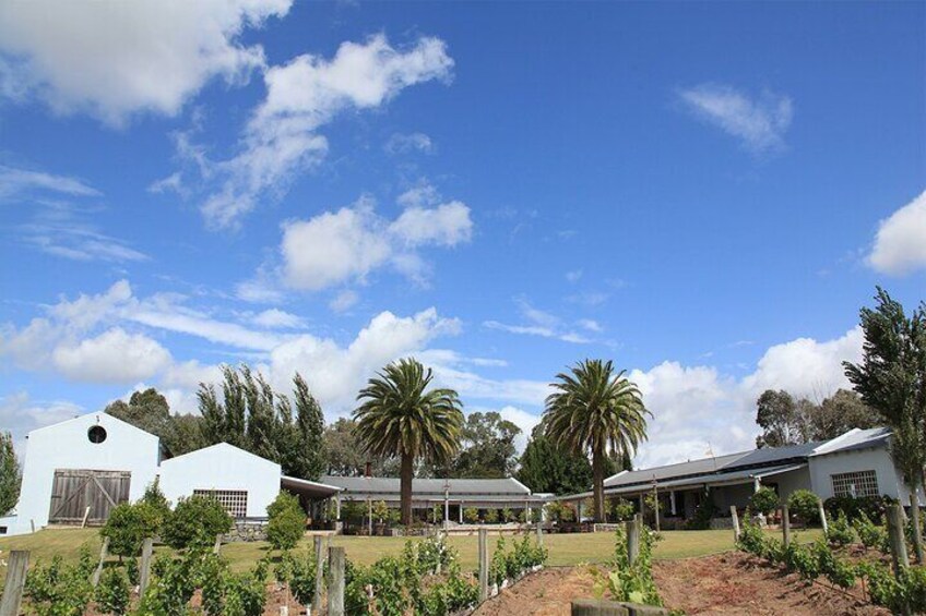 Wine Lovers - Punta Wine Experience