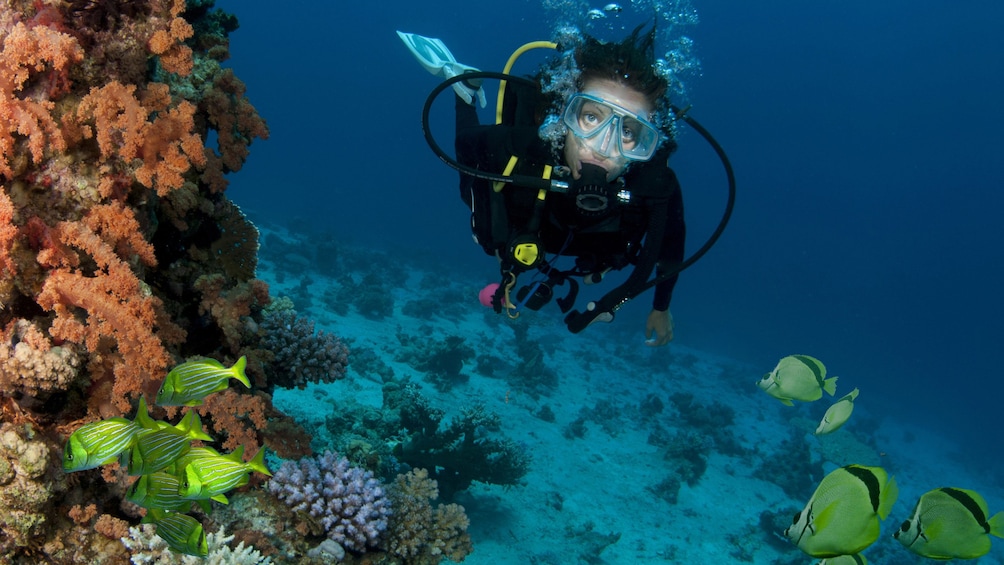 scuba diver swimming near coral and fish in Los Cabos