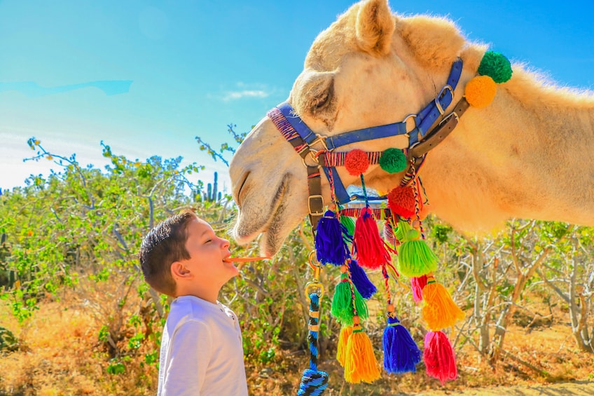 Outback Camel Safari and Eco-Farm