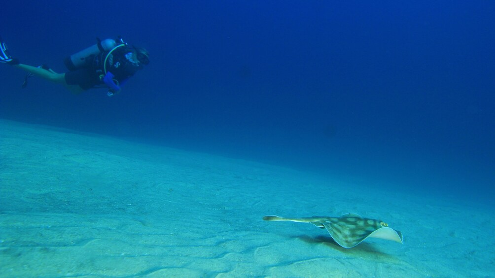 scuba diver swimming with sea ray in Los Cabos