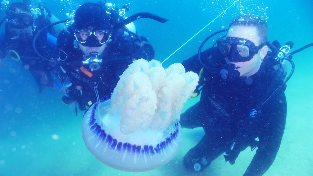 three scuba divers watching a jellyfish swim in Los Cabos