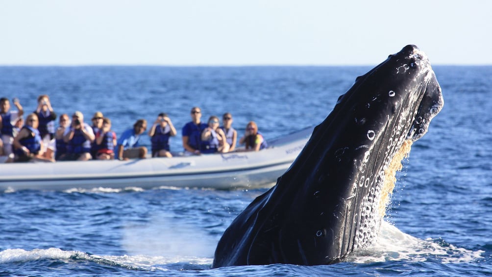 Boating group watching whales in Los Cabos