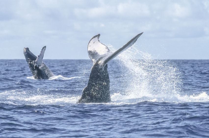 Cabo Whale Watch Adventure