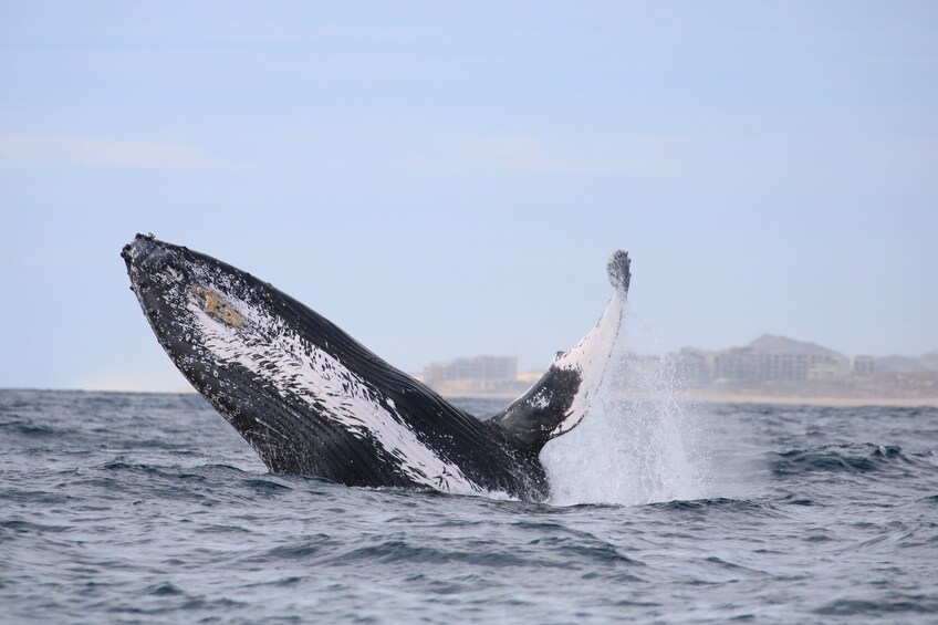 Cabo Whale Watch Adventure