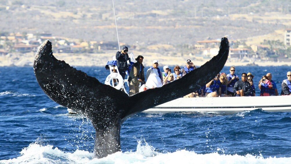 Boating group watching whales in Los Cabos