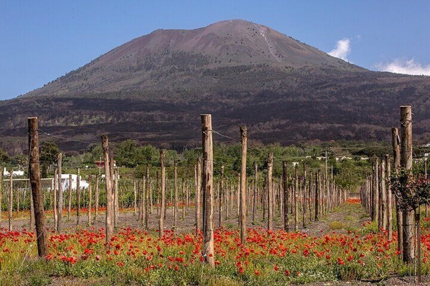Divina Pompeii - Pompeii with Wine Tasting included from Naples
