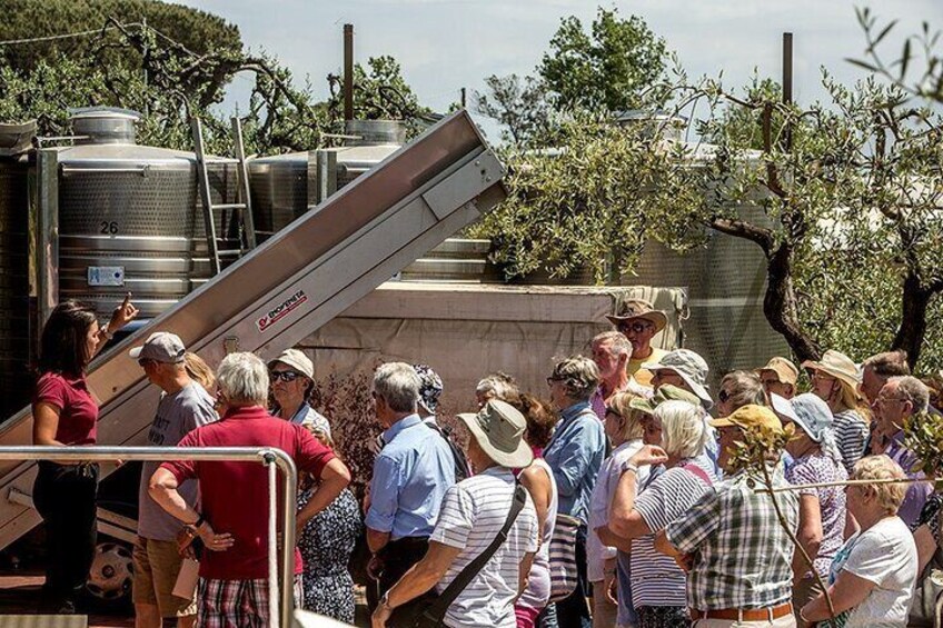 Divino Vesuvio - Wine Tasting on the slopes of Mount Vesuvius from Naples