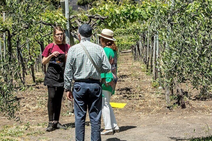 Divino Vesuvio - Wine Tasting on the slopes of Mount Vesuvius from Naples